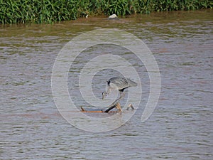 Martinet blanc - Garceta comÃÆÃâÃâ Ã¢â¬â¢ÃÆÃ¢â¬Å¡ÃâÃÂºn - Egretta garzetta - Little Egret photo